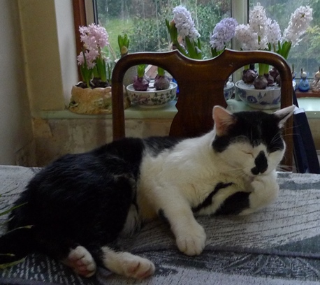 bulb bowls hyacinth cat