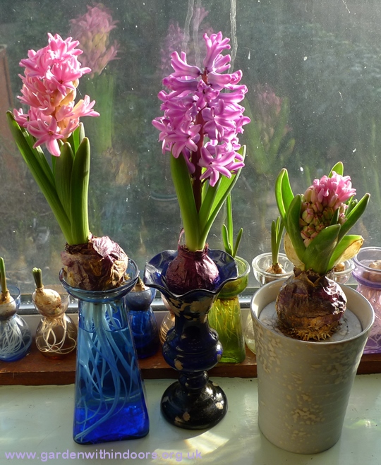 forced hyacinths in hyacinth vases