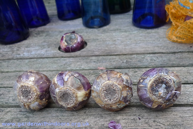 hyacinth bulbs