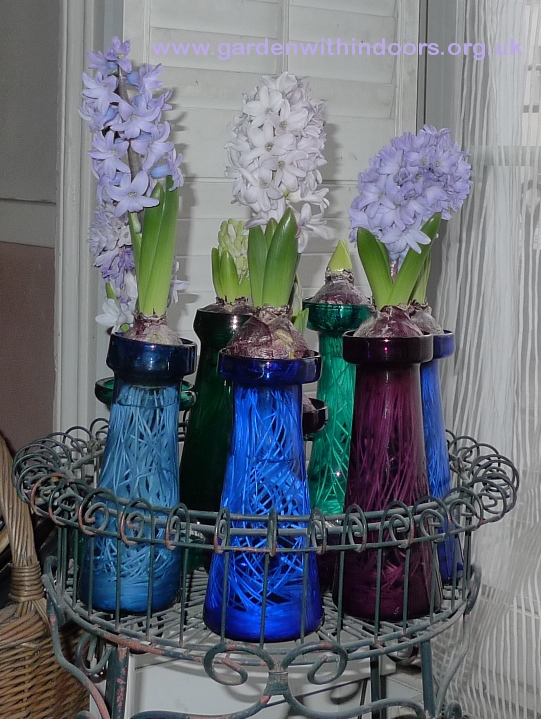 forced hyacinths in hyacinth vases