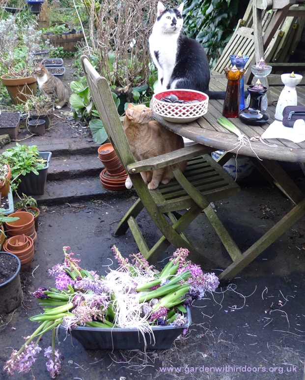 disposing of spent hyacinths