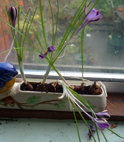 crocus spring beauty in Shorter trough