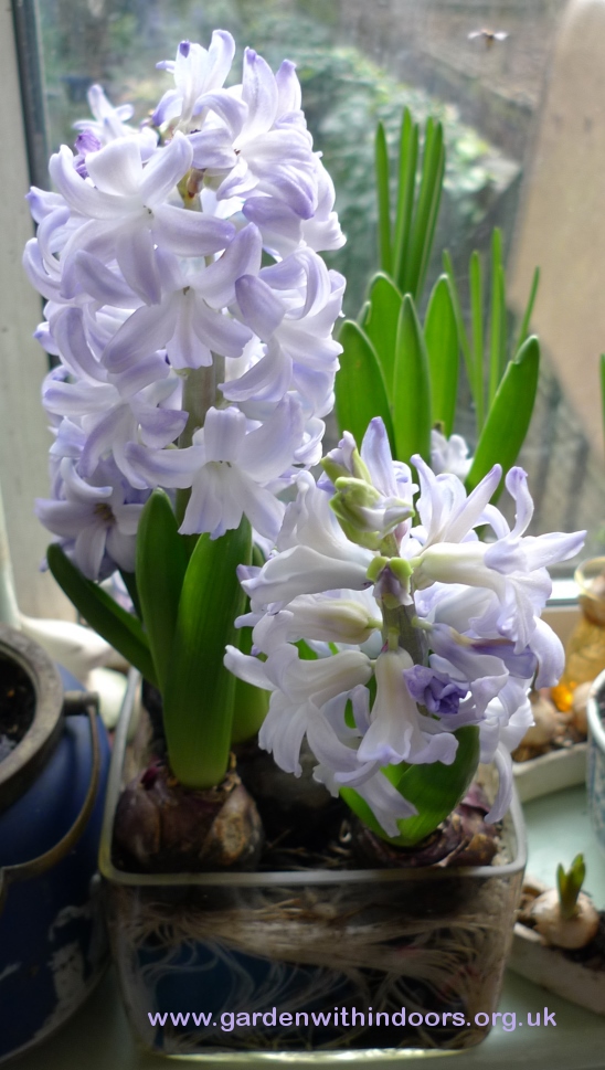 forced Blue Eyes hyacinth