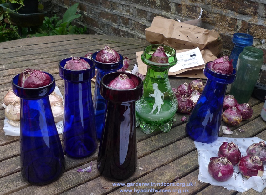 forcing hyac inth bulbs for Christmas vase