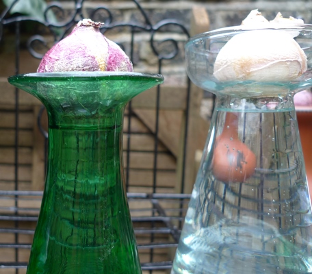 hyacinth vases with bulbs
