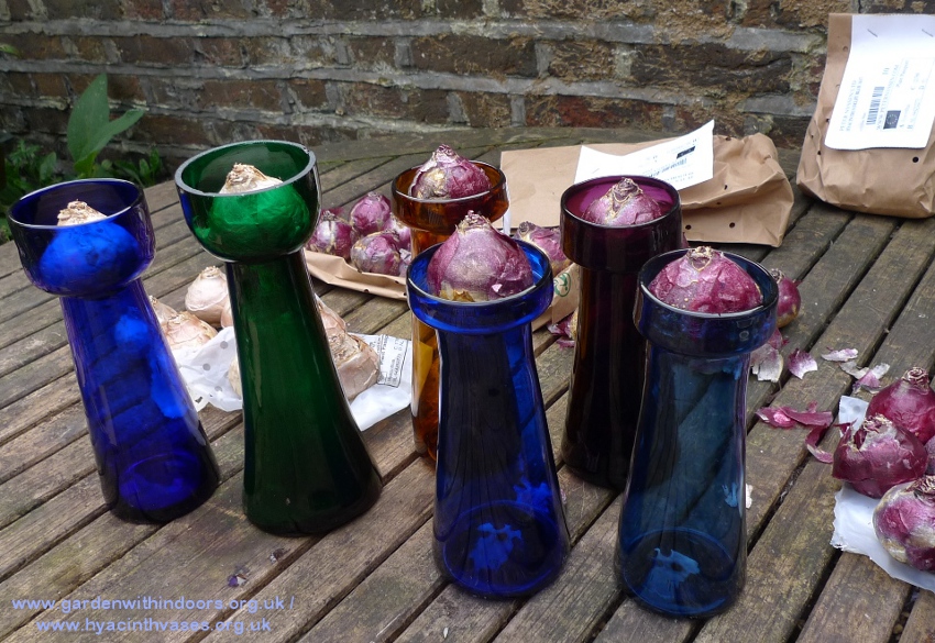 forcing hyacinths for Christmas vase