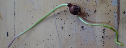 strange tulip