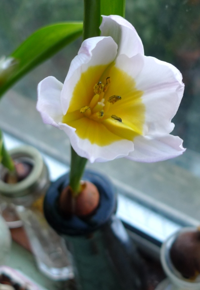 tulip in bloom in truffle bottle