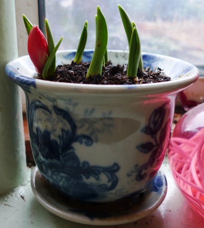 tulip Red Hunter 