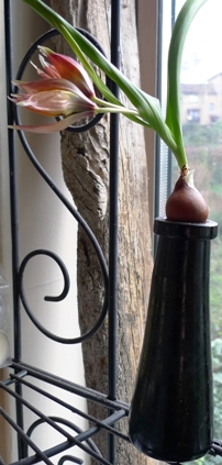 forced tulip in truffle bottle