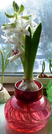 Carnegie hyacinth