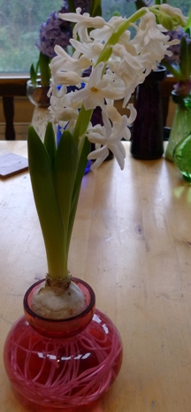 Carnegie hyacinth