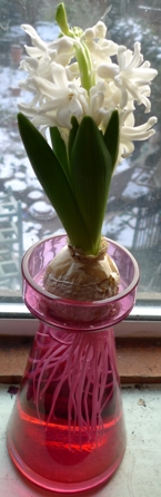 Carnegie hyacinth