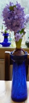 Delft blue hyacinth