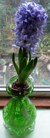 Delft Blue hyacinth