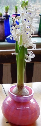 Carnegie hyacinth