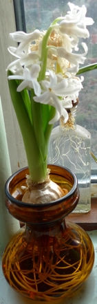 Carnegie hyacinth