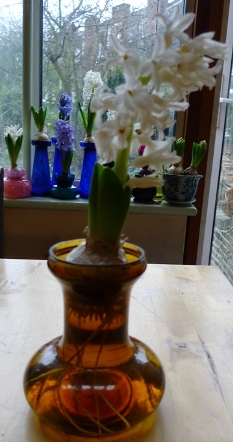 Carnegie hyacinth