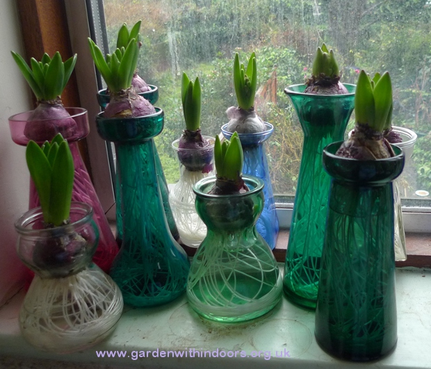 forced hyacinths vases