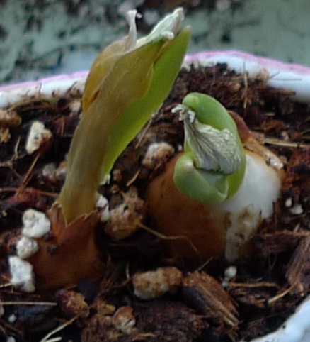 wilted tulips