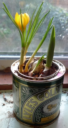 yellow crocus